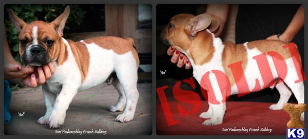 Gorgeous Red Fawn and White Male Frenchie - Blue Imported Sire