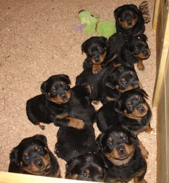Vom Streitwein Rottweilers