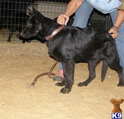 AKC German Shepherd Puppies