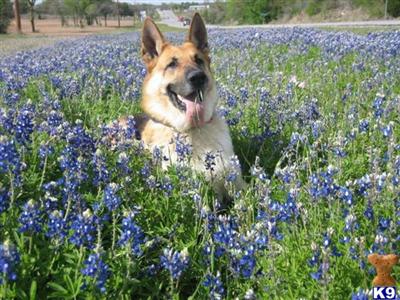 K9Stud