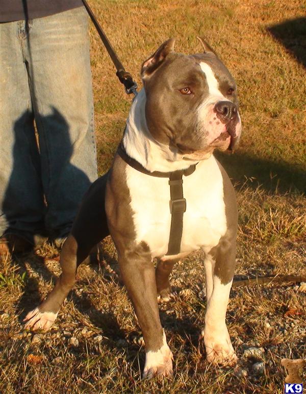 Lil Man