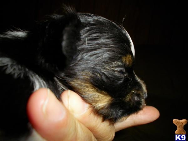 Handsome Male Papillon Puppy with 3 Registries CKC, APRI,  ACR