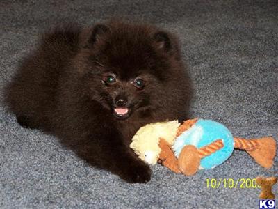AKC Male Black Pom