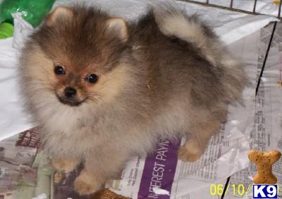 Show Quallity Orange/Sable CH Sired AKC Male