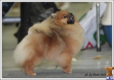 AKC/CKC Quality pups available