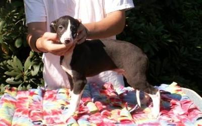 Whippet Puppies