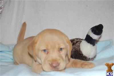 Mother is a rare fox red lab