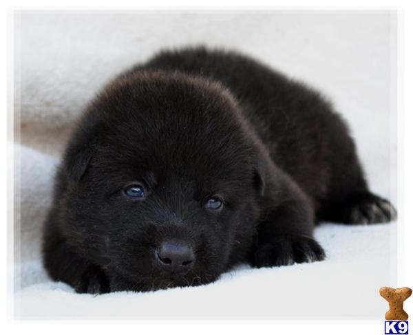 female cub