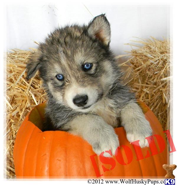 Images Wolfdog Wolf Hybrid Puppies For Sale From Breeders Images Wolfdog Wolf Hybrid Puppies For Sale From Breeders
