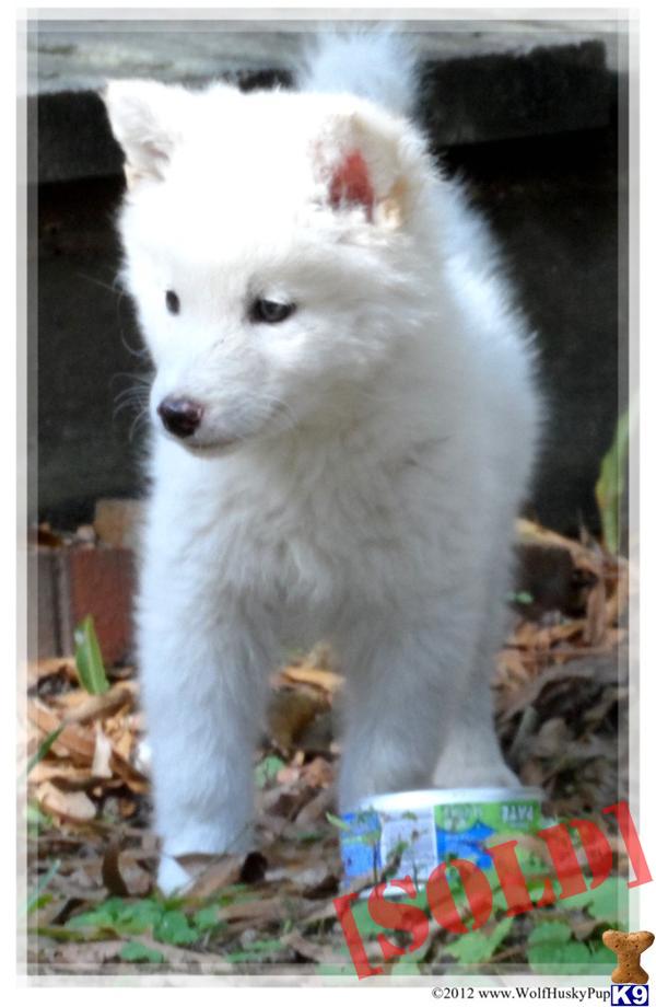 wolf puppies for sale in nc document moved wolf puppies for sale in nc document moved