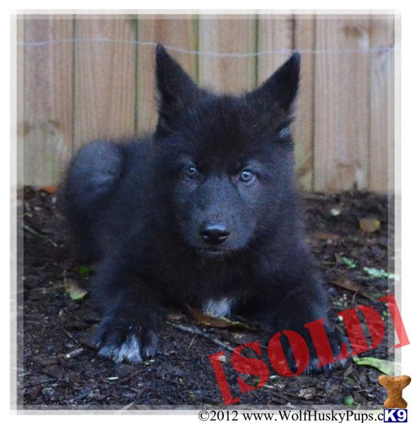 black wolf hybrid puppies for sale document moved black wolf hybrid puppies for sale document moved