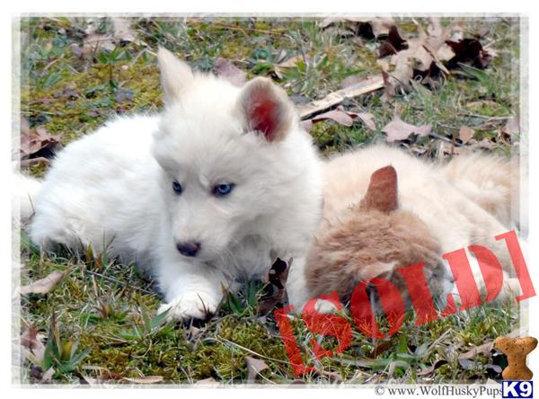 wolf puppies for sale in nc document moved wolf puppies for sale in nc document moved