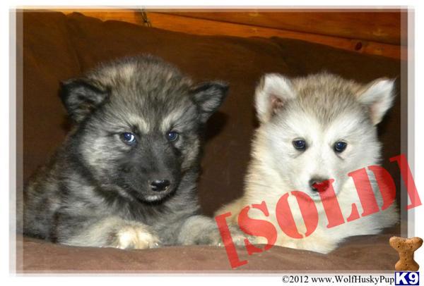 free puppies in cincinnati free pomsky puppies for sale cincinnati ohio picture hd breeds picture free puppies in cincinnati free pomsky puppies for sale cincinnati ohio picture hd breeds picture