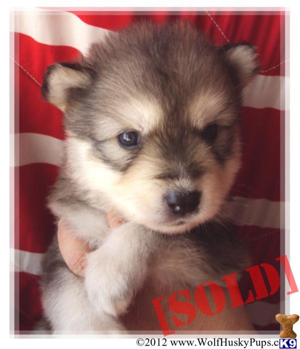 wolamute puppies for sale document moved wolamute puppies for sale document moved