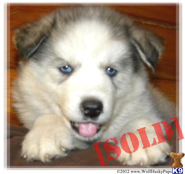 Husky Dog For Sale In Sacramento Husky Dog For Sale In Sacramento