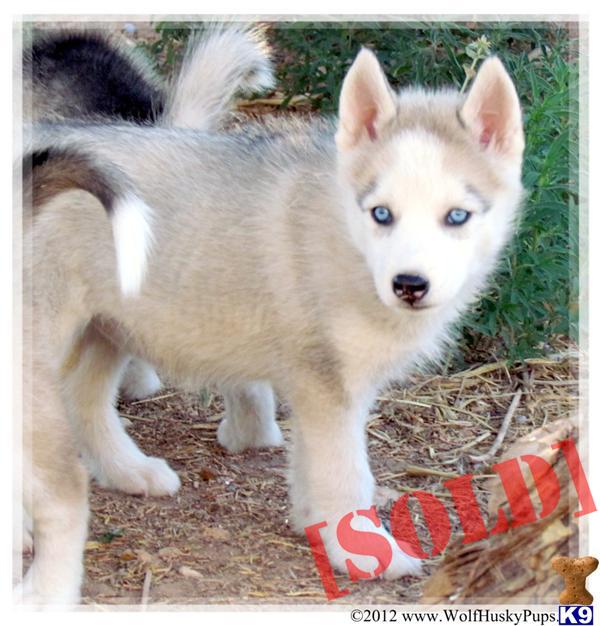 husky puppies for sale las vegas document moved husky puppies for sale las vegas document moved