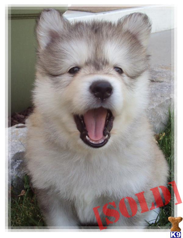wolamute puppies for sale document moved wolamute puppies for sale document moved
