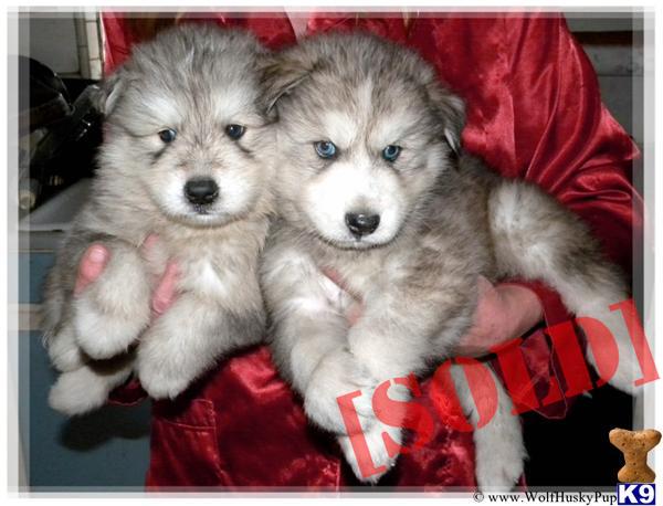 Husky Dog For Sale In Sacramento Husky Dog For Sale In Sacramento