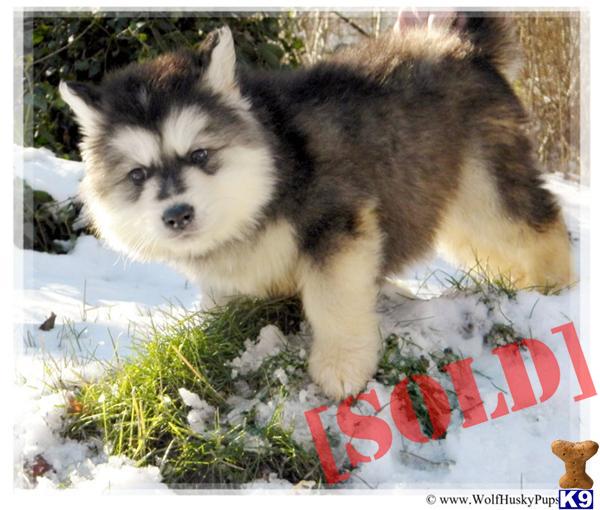 timberwolf puppies for sale new purebred timber wolf puppies for sale homekeep xyz timberwolf puppies for sale new purebred timber wolf puppies for sale homekeep xyz