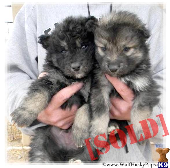husky puppies for sale las vegas wolf hybrid puppies for sale in pa breeds picture husky puppies for sale las vegas wolf hybrid puppies for sale in pa breeds picture