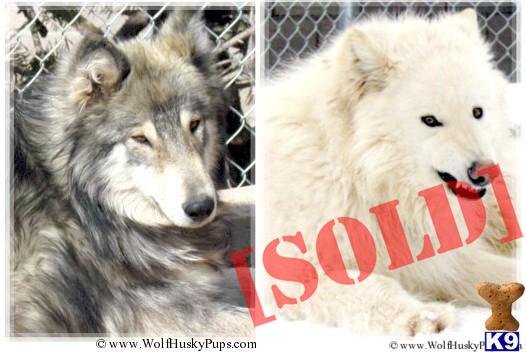 Husky Dog For Sale In Sacramento Husky Dog For Sale In Sacramento