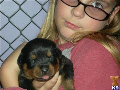 WuTang Rottweilers Puppies