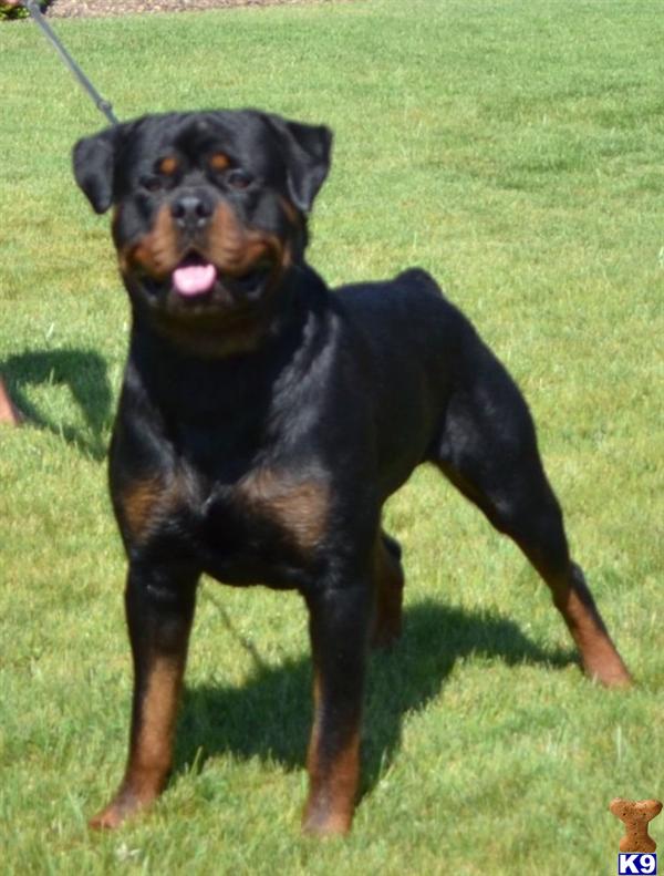 rottweiler puppies for sale in sacramento document moved rottweiler puppies for sale in sacramento document moved