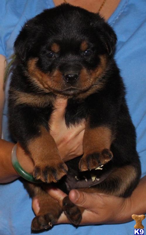 rottweiler puppies for sale in sacramento document moved rottweiler puppies for sale in sacramento document moved