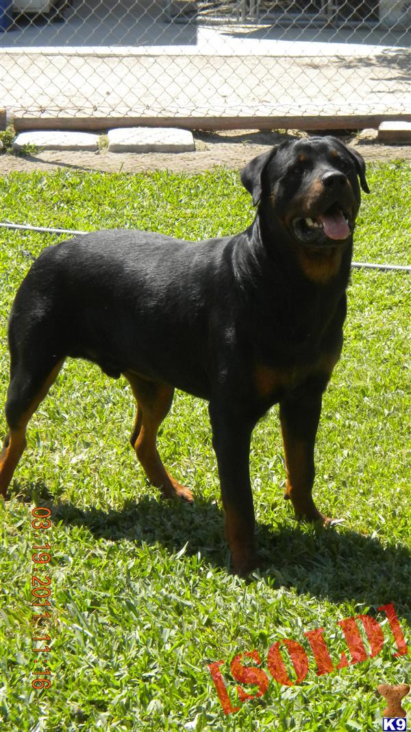 YOSVANYKENNELROTTIES