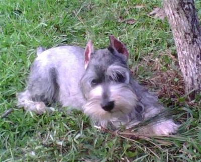 MINI-SCHNAUZERS - HELGI
