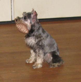 MINI-SCHNAUZER - SPARKY