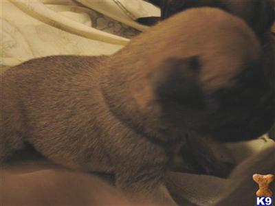 English Matiff Puppies