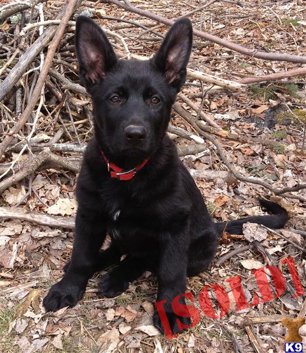 working line german shepherd puppies for sale document moved working line german shepherd puppies for sale document moved