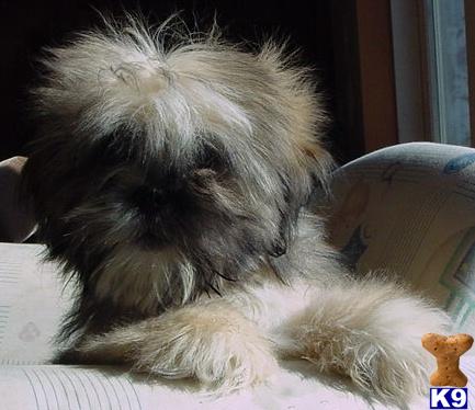 Gorgeous AKC Lhasa babies