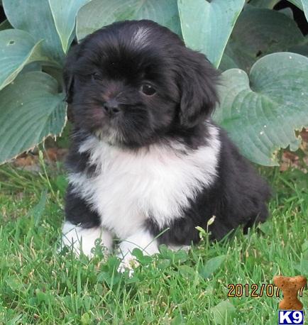black and white lhasa apso puppy