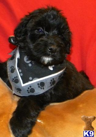 Whoodles better than Goldendoodles