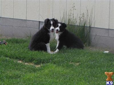 NEW LITTER DUE IN SEPTEMBER