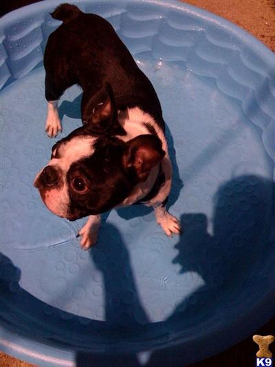 Rocco