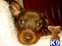  CKC Miniature Chocolate and Tan Dachshunds in the Round Rock ~ San Marcos ~ NW Austin ~ San Antonio ~ Canyon Lake 