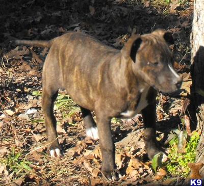 Pit bull pup female 4 Sage