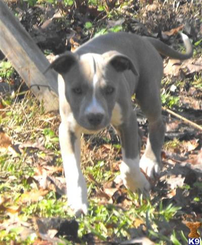 Diamond male 2