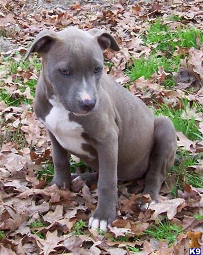 Diamond female 2 ADBA