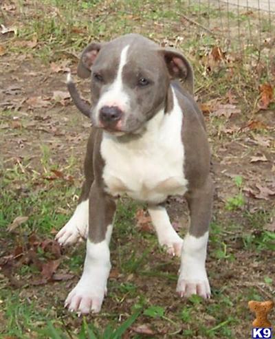 Diamond male 5