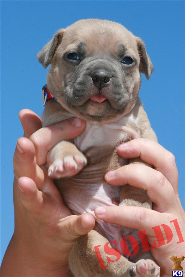 Bull