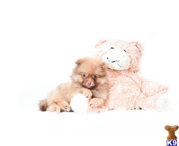 pomeranian puppies for sale in toledo ohio pomeranian puppies for adoption in ohio pomeranian puppies for sale in toledo ohio pomeranian puppies for adoption in ohio