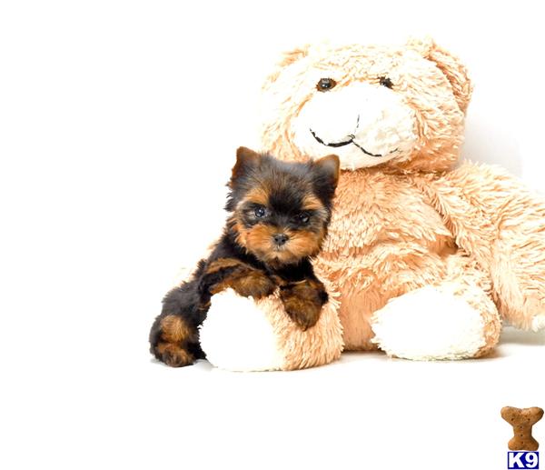 yorkie buy yorkie poo buy image search results breeds picture yorkie buy yorkie poo buy image search results breeds picture