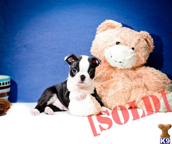 boston terrier puppies for sale cincinnati ohio document moved boston terrier puppies for sale cincinnati ohio document moved