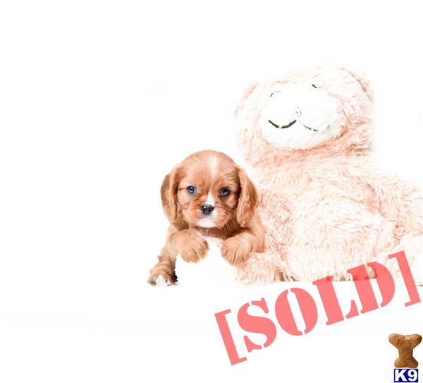 king charles cavalier puppies for sale near me document moved king charles cavalier puppies for sale near me document moved