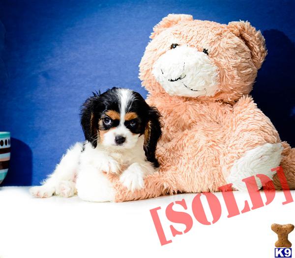 Kingston is one of our CAVALIER KING CHARLES SPANIELS FOR SALE NEAR DAYTON OHIO 614-859-2025