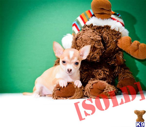 free puppies toledo ohio document moved free puppies toledo ohio document moved